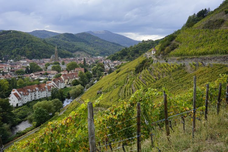 Sentier Viticole de Thann - Randonnée pédestre - Thann