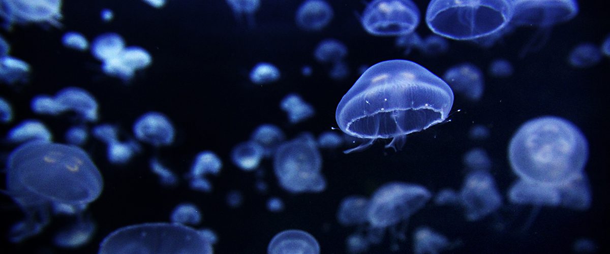 L'Aquashow — Visite d'un Zoo / Parc zoologique — Audierne