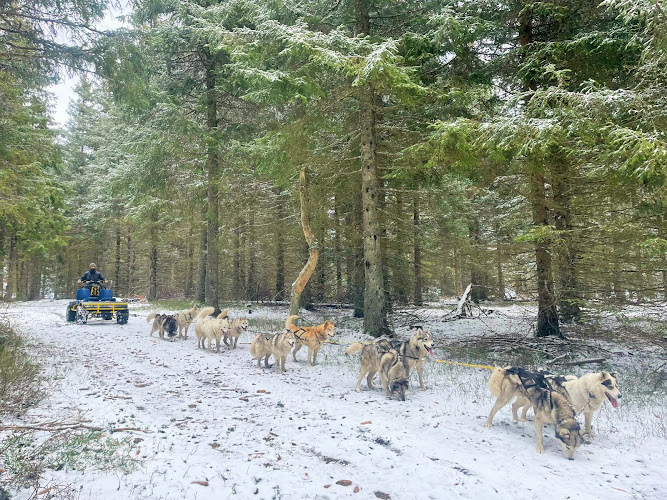 Meutmatah Chiens de traîneaux — Cani-Rando — Saint-Paul-le-Froid
