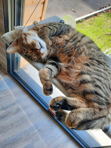Bar à papattes(bar à chats)