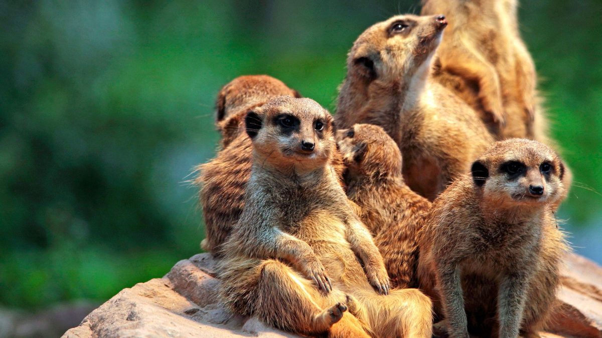 Zoo de Jurques — Visite d'un Zoo / Parc zoologique — Dialan sur Chaîne