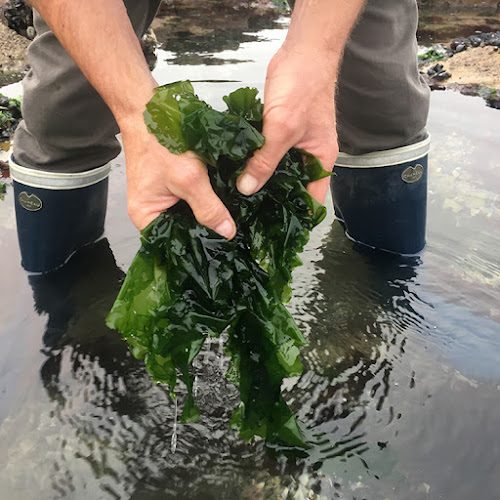 Les Jardins de la Mer - cueillette et cuisine d’algues au Croisic — Cueillette sauvage & balades botaniques — Le Croisic