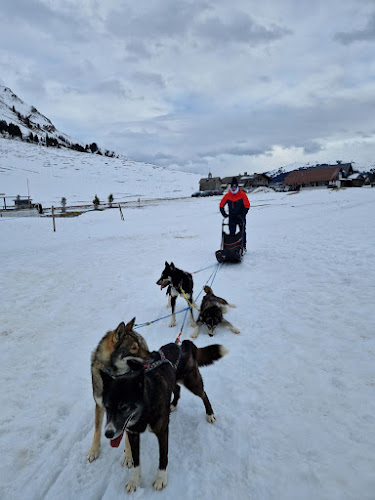 Nordic Sled Dogs — Chiens de traîneau — La Clusaz