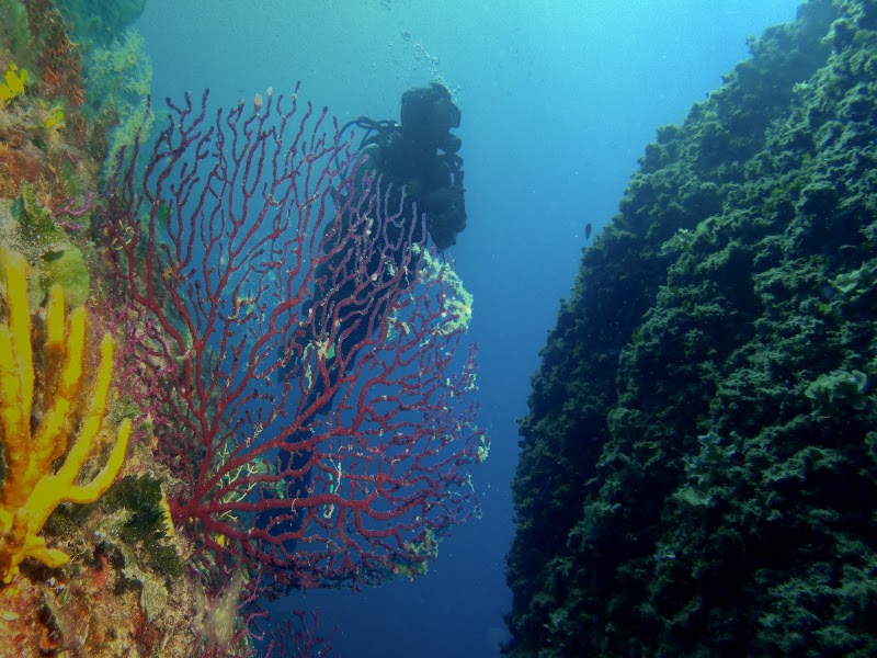 Subvision Golfe-Juan - exploration, Nitrox et plongée de nuit — Plongée sous-marine & exploration — Vallauris