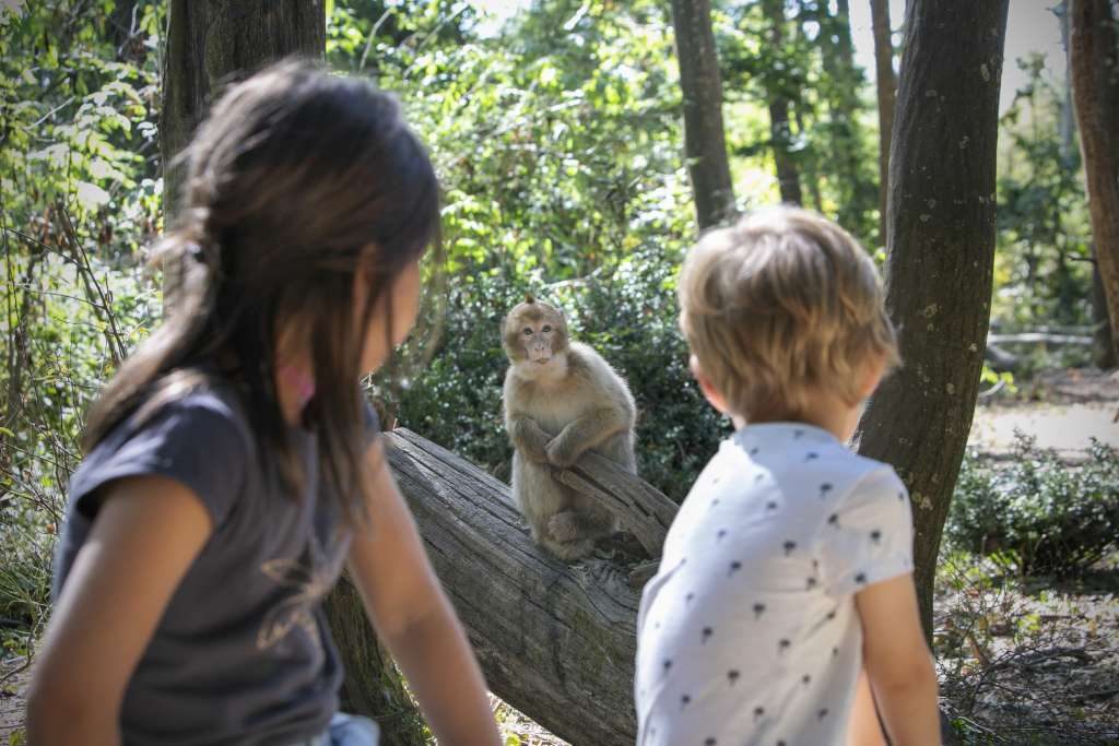 La Vallée Des Singes — Visite d'un Zoo / Parc zoologique — Romagne