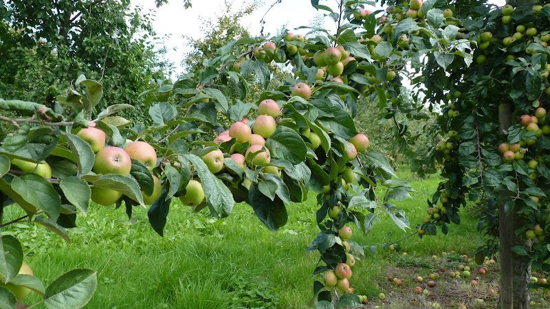 Les Bulles Ardennaises - cidrerie, verger et dégustation à Lalobbe - Visite de cidrerie & dégustation de cidre - Lalobbe