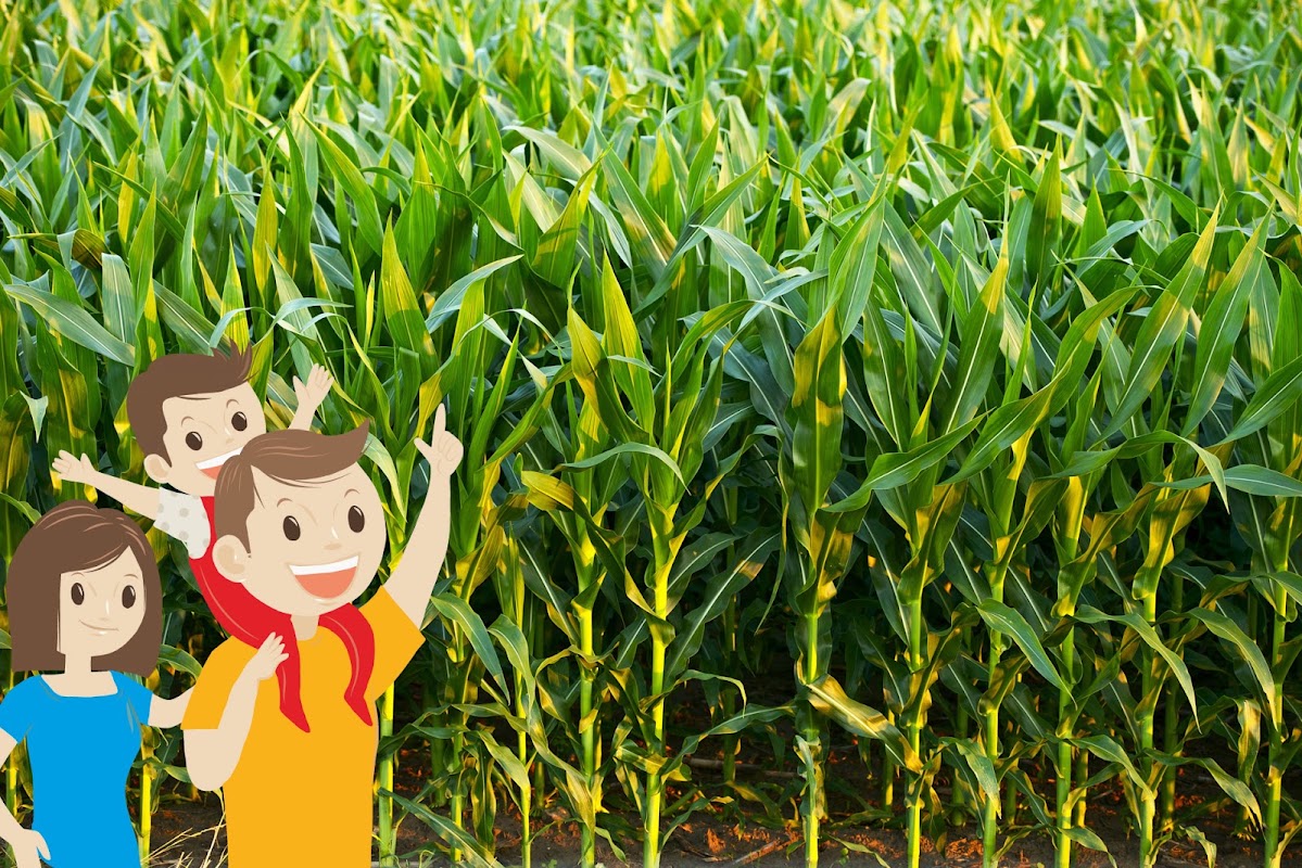 Labyrinthe Gastes - Labyrinthe de maïs - Corn maze — Labyrinthes végétaux — Gastes