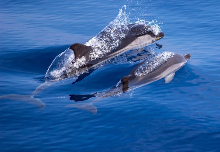 AMV Promenades en mer — Observation de dauphins et baleines en mer — Villefranche-sur-Mer
