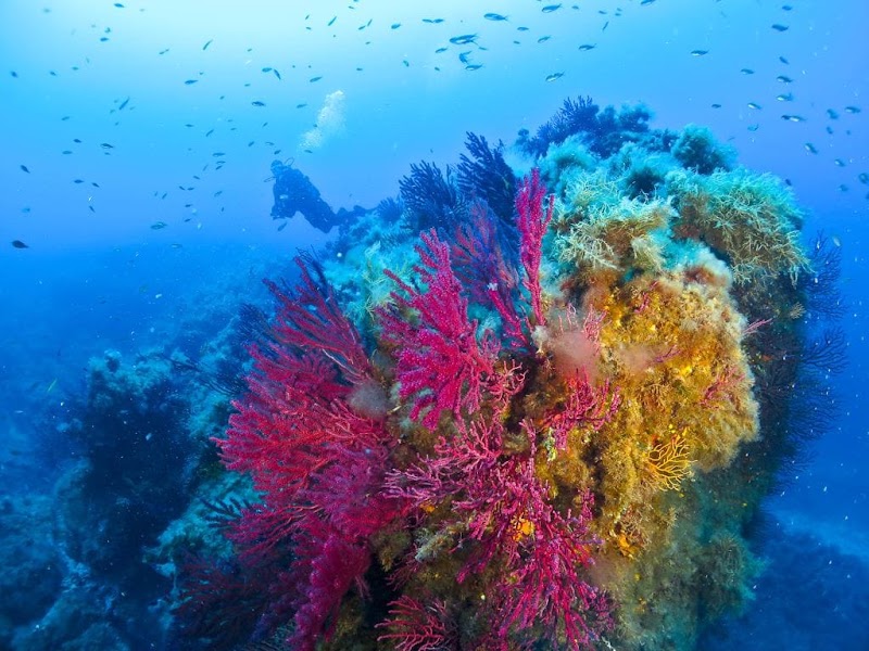 Propriano Plongée - exploration du golfe du Valinco & briefings 3D — Plongée sous-marine & exploration — Propriano