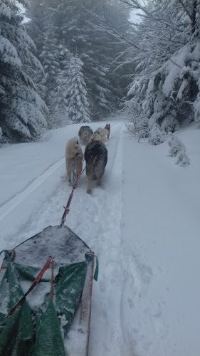 LA MEUTE D'ANGAKOQ — Chiens de traîneau — Sagnes-et-Goudoulet