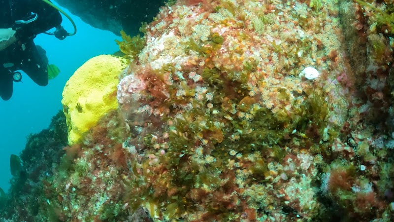 Centre ISA - épaves et plongées dans le Parc marin d’Iroise à Morgat — Plongée sous-marine & exploration — Crozon-Morgat
