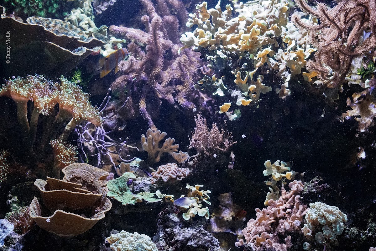 Aquarium Refuge de Limoges — Visiter un Aquarium — Limoges