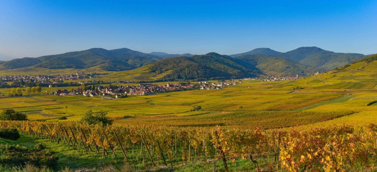Domaine Pierre Adam | Vins d'Alsace — Découverte des terroirs et vignobles & dégustations — Ammerschwihr