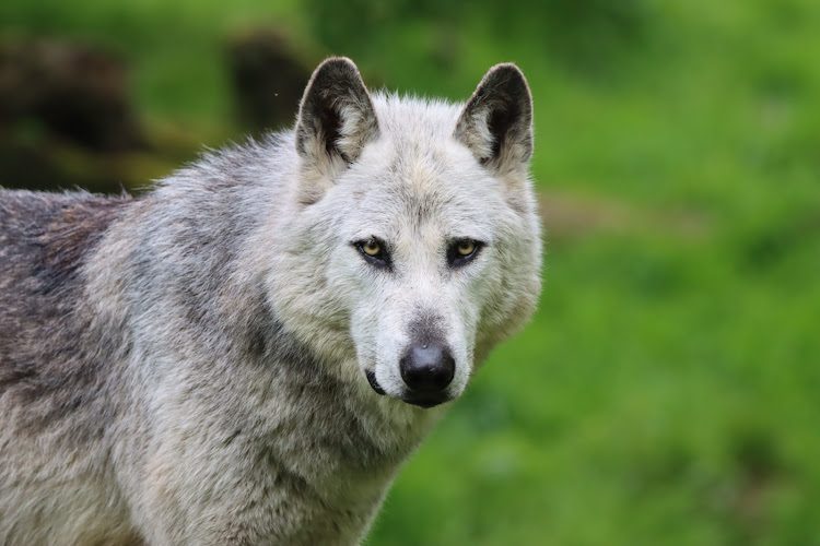 Parc Animalier de Sainte-Croix — Rhodes