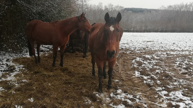 Balade à cheval la Croix Colas — Signy-le-Petit