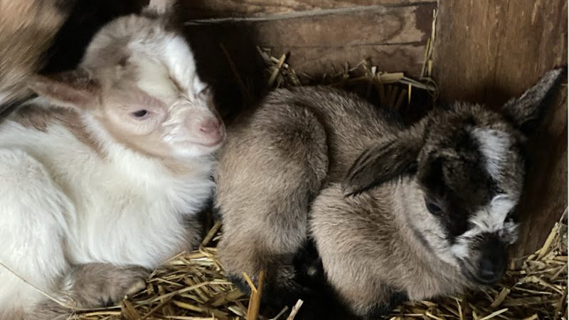 La ferme d'idefix - Ferme éducative - Bagnols-en-Forêt