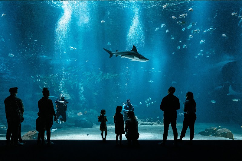 Nausicaa Centre National De La Mer — Anniversaire enfant — Boulogne-sur-Mer
