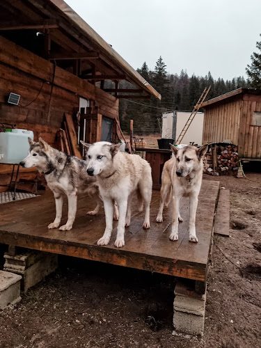 Free Sled - Chiens de traîneau - Morbier