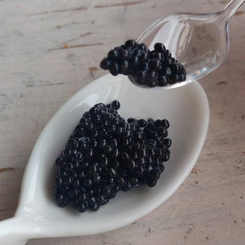 Caviar de France — visite de l’élevage et dégustation à Biganos — Biganos