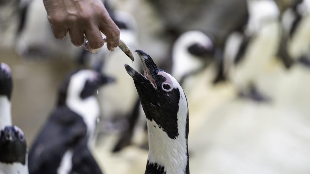 Océarium du Croisic — Visiter un Aquarium — Le Croisic