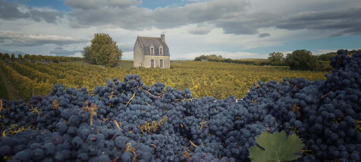 Domaine Pierre & Bertrand Couly — Découverte des terroirs et vignobles & dégustations — Chinon