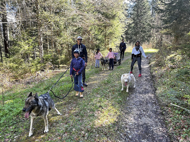 Sentiers Nordiques Activités chiens de traineaux Jura — Cani-Rando — Lamoura