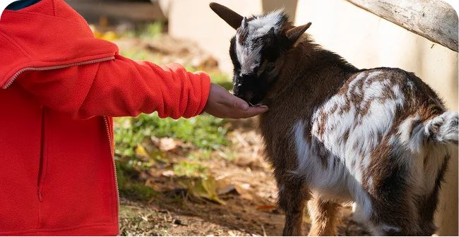 Zoo d'Amnéville — Visite d'un Zoo / Parc zoologique — Amnéville