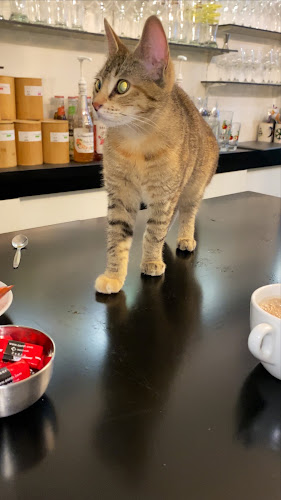 Chez Maminou ( Café des chats )