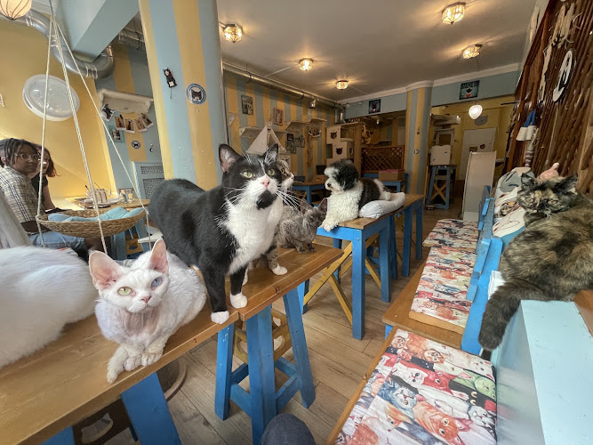 Chat Mallows Café