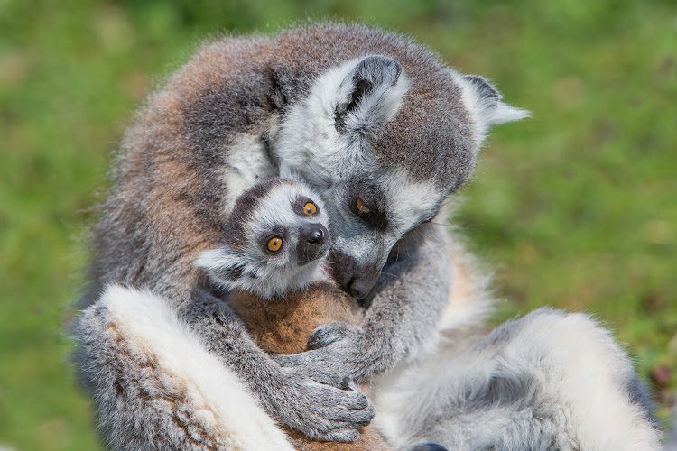 Wow Safari Thoiry — Visite d'un Zoo / Parc zoologique — Thoiry