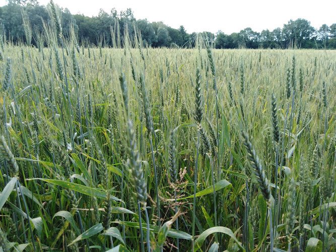 Du Grain au Pain - du blé au four à bois chez un paysan-boulanger bio — Visite de fabrique gourmande & spécialités du terroir — Lupsault