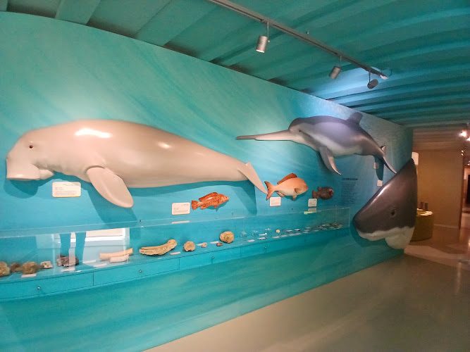 Maison des faluns — Musées d'histoire naturelle — Tréfumel