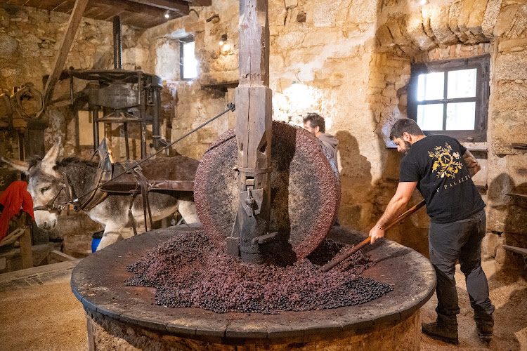 U Palazzu - huile d’olive AOP et ancien moulin à Sainte-Lucie-de-Tallano — Visite de fabrique gourmande & spécialités du terroir — Sainte-Lucie-de-Tallano