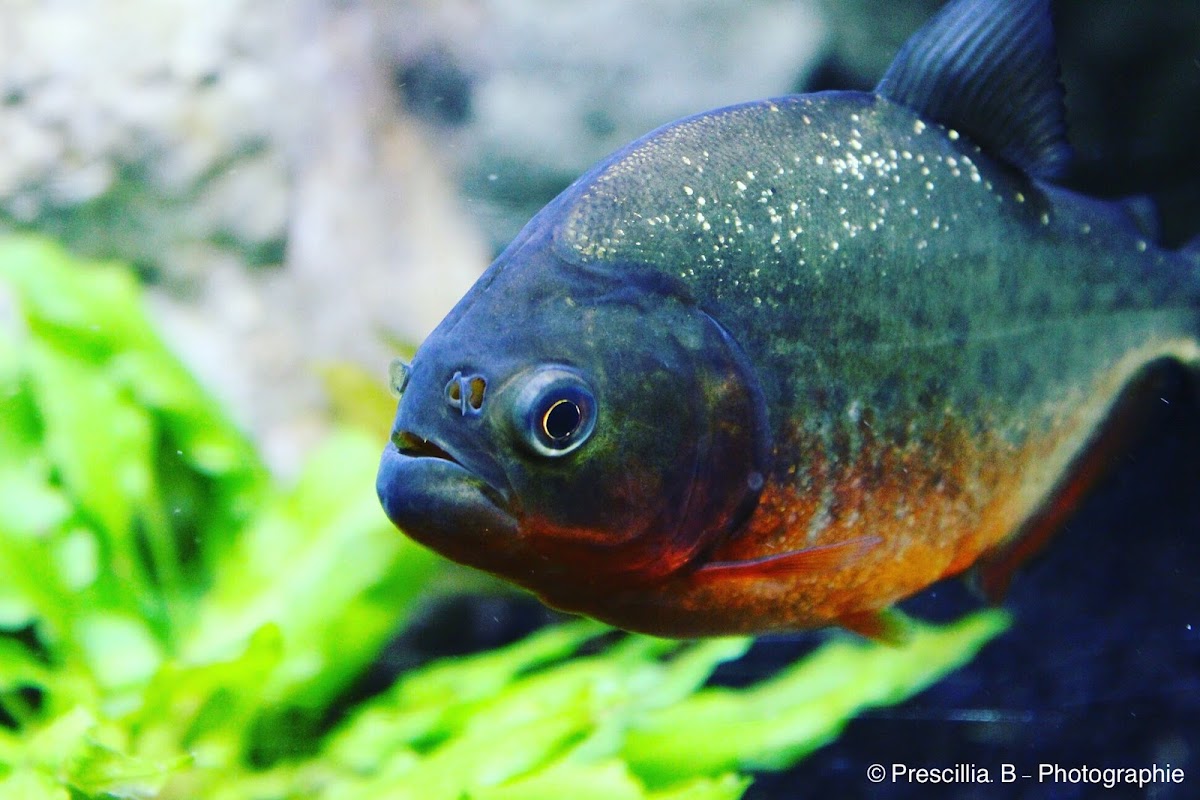 Aquarium de Dunkerque — Visiter un Aquarium — Dunkerque