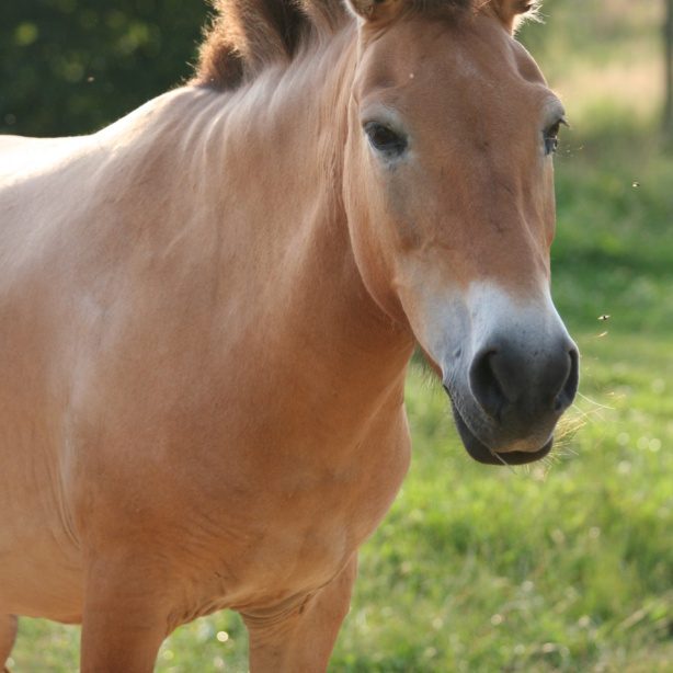 Parc Animalier de Sainte-Croix
