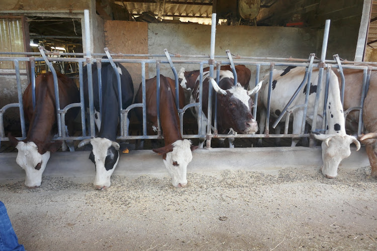 Ferme des Collines — traite, fabrication et dégustation de fromages — Lanteuil