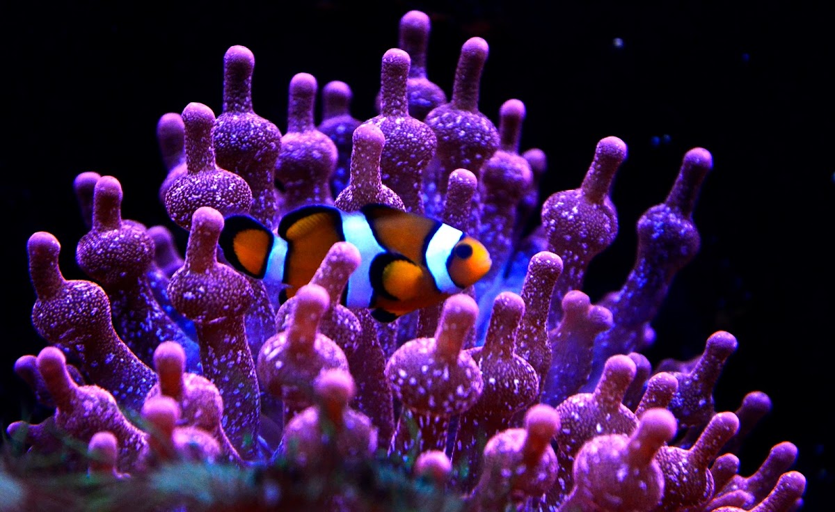 Aquarium de Lyon — Visiter un Aquarium — La Mulatière