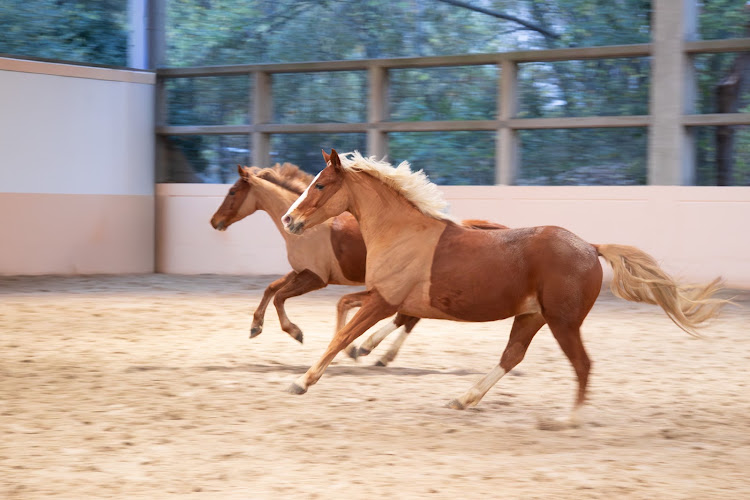 Centre Équestre & Poney Club de La Villette : Paris 19ᵉ — Balade à cheval — Paris