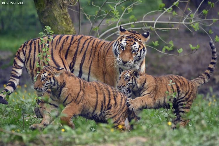 Lumigny Safari Reserve — Visite d'un Zoo / Parc zoologique — Lumigny-Nesles-Ormeaux