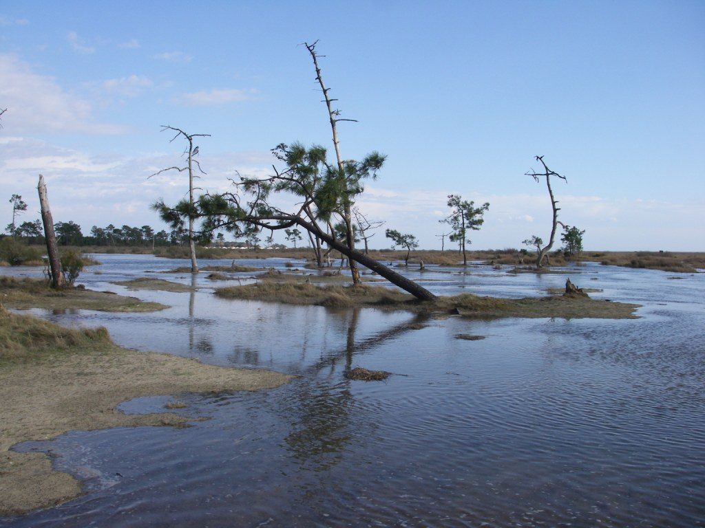 Réserve naturelle nationale des prés salés d'Arès et de Lège-Cap-Ferret — Lège-Cap-Ferret