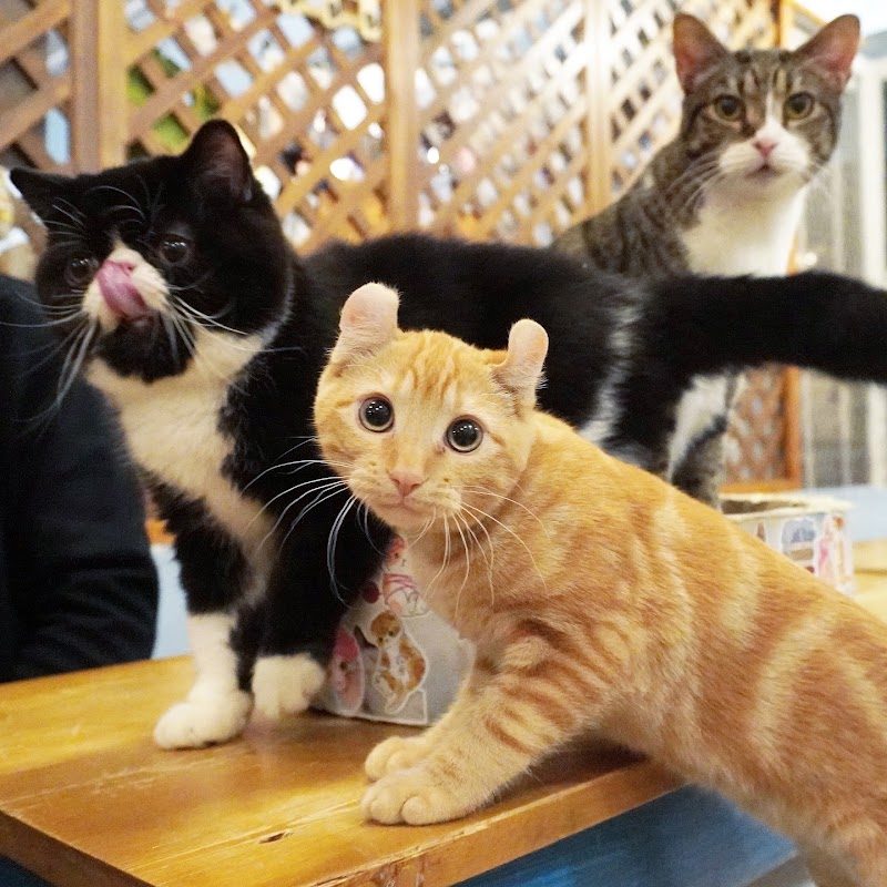Chat Mallows Café — Cafés à Animaux (chats, chiens...) — Paris
