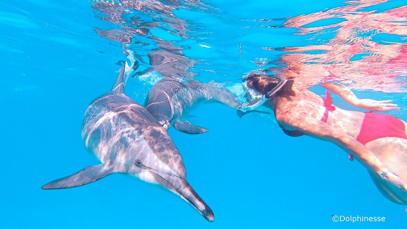 Dolphinesse — Observation de dauphins et baleines en mer — Paris