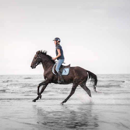 Les Crins de la Baie — Balade à cheval — Merville-Franceville-Plage