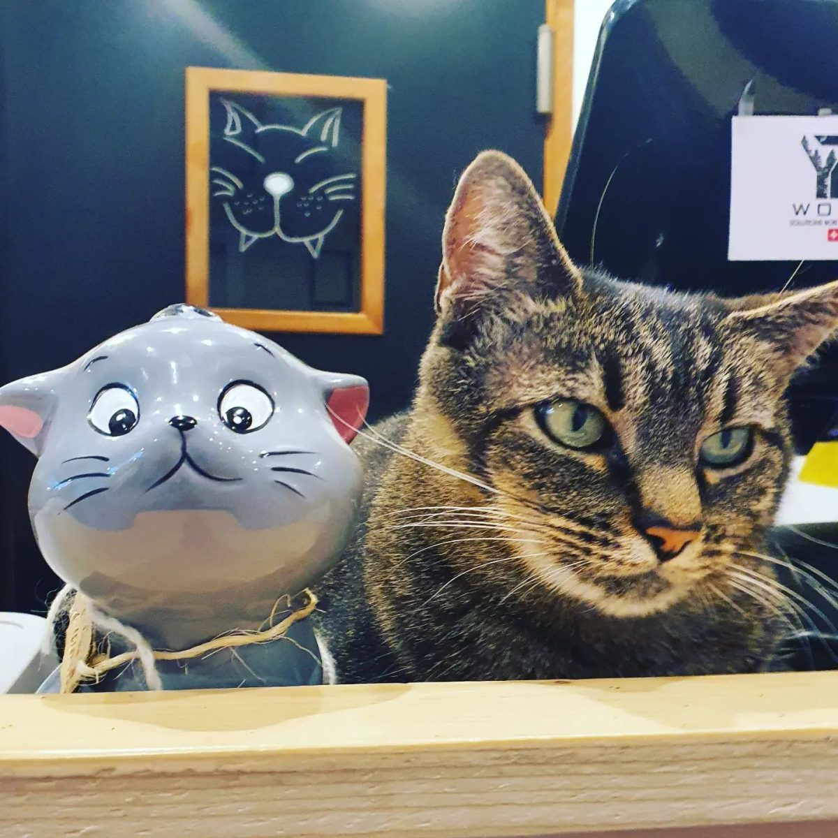 Féline Idée - Restaurant - Bar à Chats — Annemasse