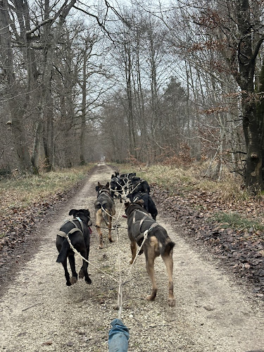 EVASION CANINE — Cani-Rando — Arbonne-la-Forêt