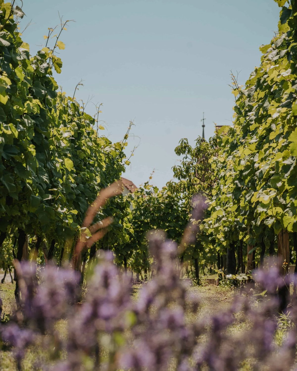 Domaine Pierre Adam | Vins d'Alsace