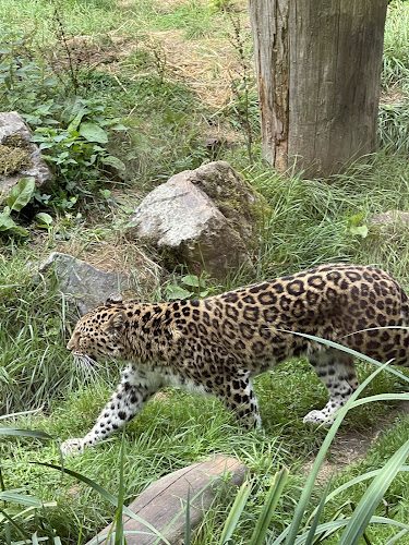 Zoo des Sables d'Olonne — Visite d'un Zoo / Parc zoologique — Les Sables-d'Olonne