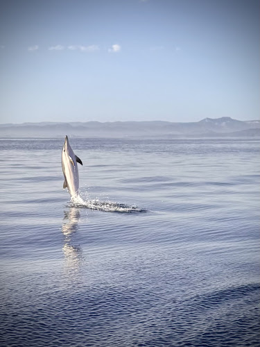 Sanary Aventure Marine — Observation de dauphins et baleines en mer — Sanary-sur-Mer