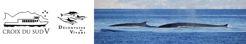Croix du Sud V — Observation de dauphins et baleines en mer — Sanary-sur-Mer