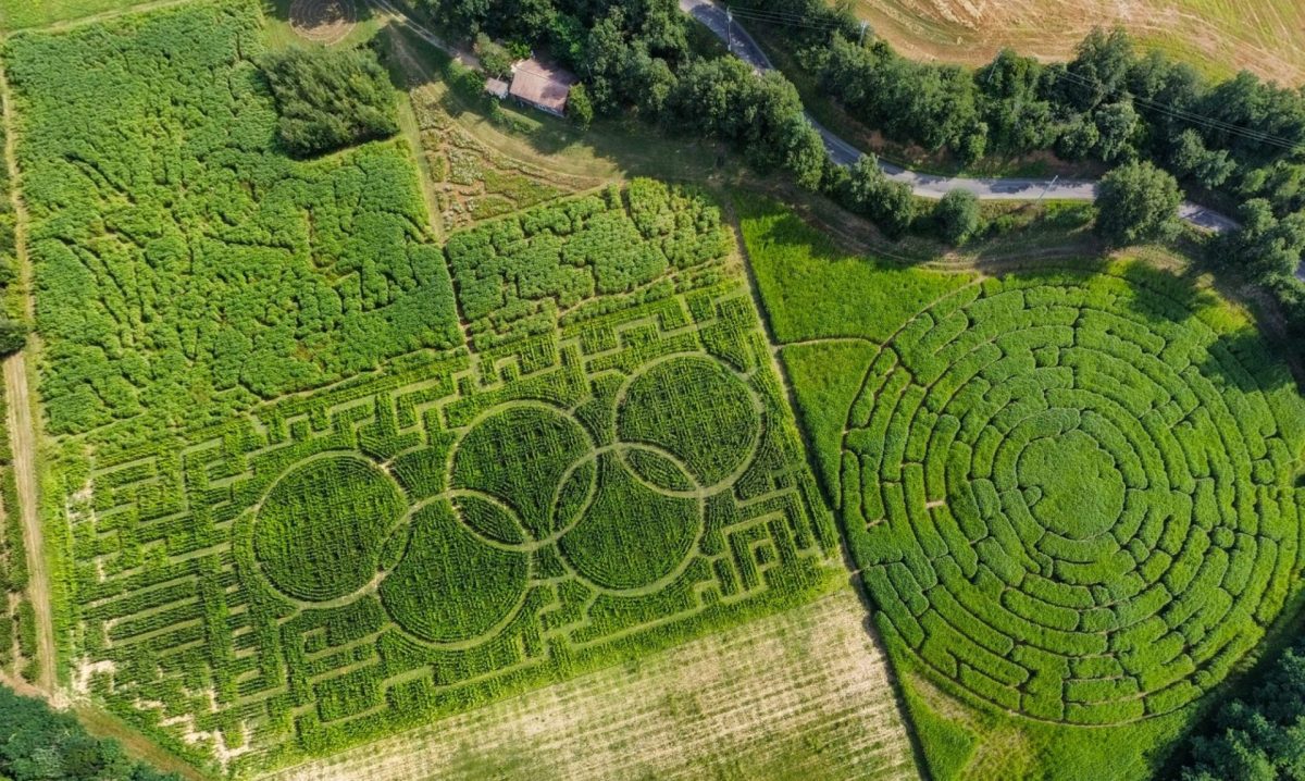 Labyrinthe végétal — Labyrinthes végétaux — Charmes-sur-Rhône